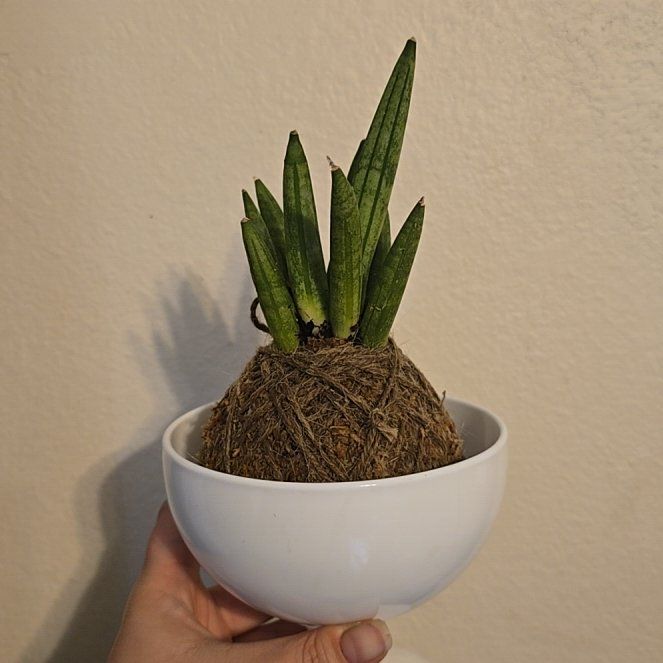 Photo of the plant species Starfish Snake Plant by @PlantedOkie named Hedgie on Greg, the plant care app