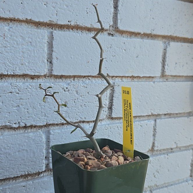 Photo of the plant species Zig Zag Plant by @PlantedOkie named Zig Zag on Greg, the plant care app