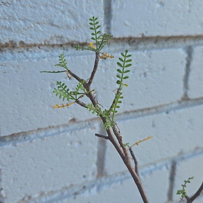 Photo of the plant species Elephant Tree by @PlantedOkie named BB Leaves on Greg, the plant care app