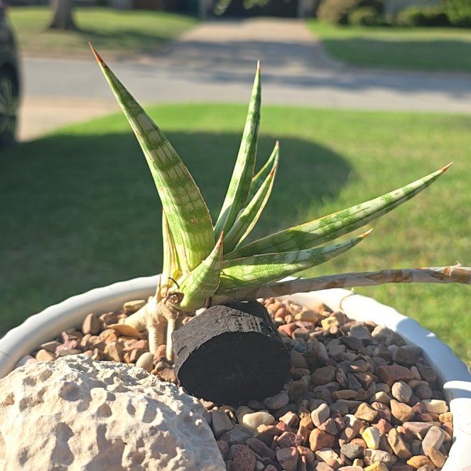 Photo of the plant species Dwarf Snake Plant by @PlantedOkie named Keanu Leaves on Greg, the plant care app