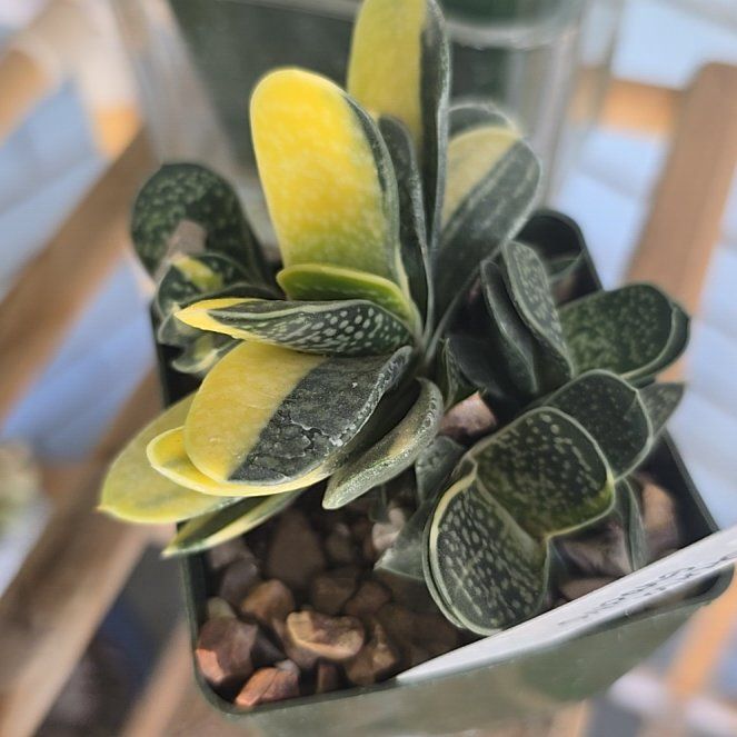 Photo of the plant species Gasteria gracilis by @PlantedOkie named da Vinci on Greg, the plant care app