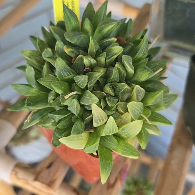Photo of the plant species Variegated Haworthia retusa by @PlantedOkie named Leonardo on Greg, the plant care app