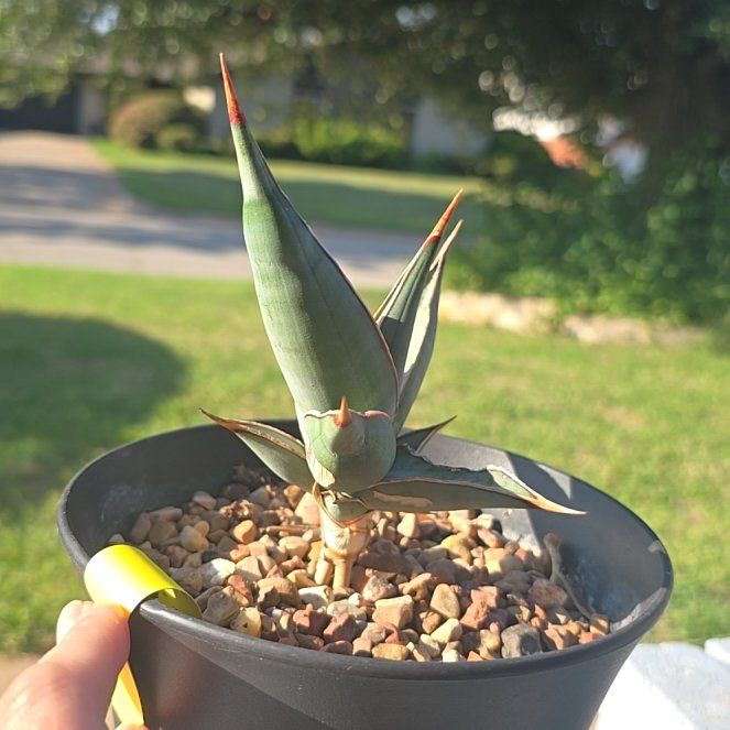 Photo of the plant species Dwarf Walking Sansevieria by @PlantedOkie named Dwarf Walker on Greg, the plant care app