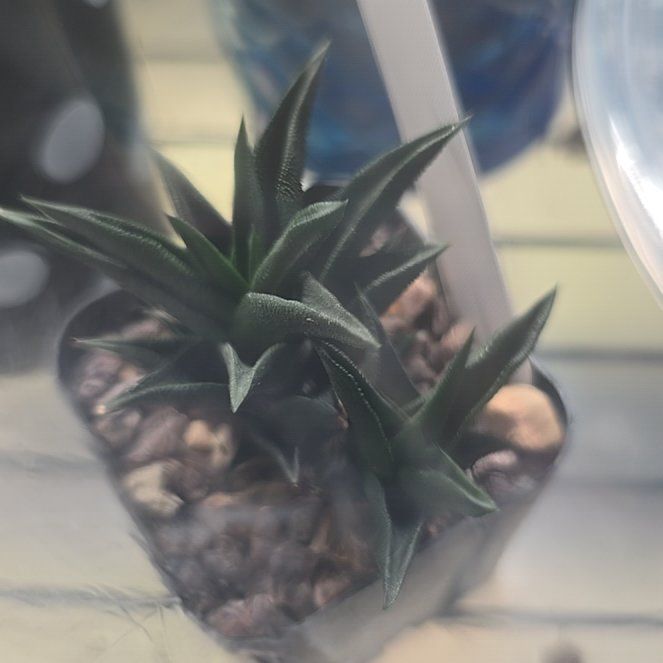 Photo of the plant species Twisted Haworthia by @PlantedOkie named Mando on Greg, the plant care app