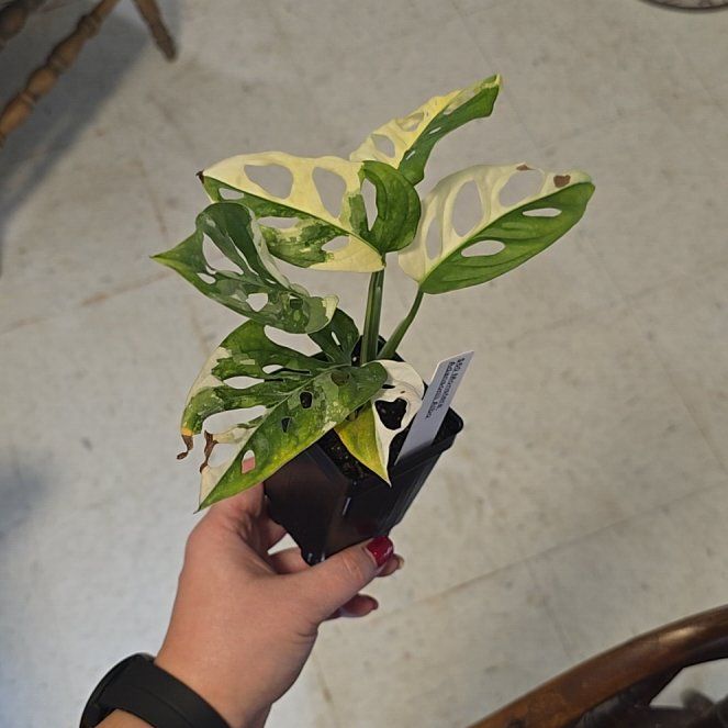 Photo of the plant species Variegated Monstera Adansonii 'Albo' by @PlantedOkie named Lebron on Greg, the plant care app