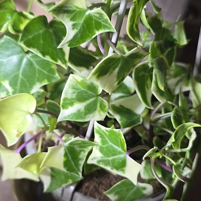 Photo of the plant species Variegated Wax Ivy by @PlantedOkie named Wall-E on Greg, the plant care app
