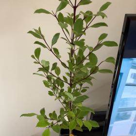 Photo of the plant species Pukatea by @NativeFallugia named Leonardo on Greg, the plant care app