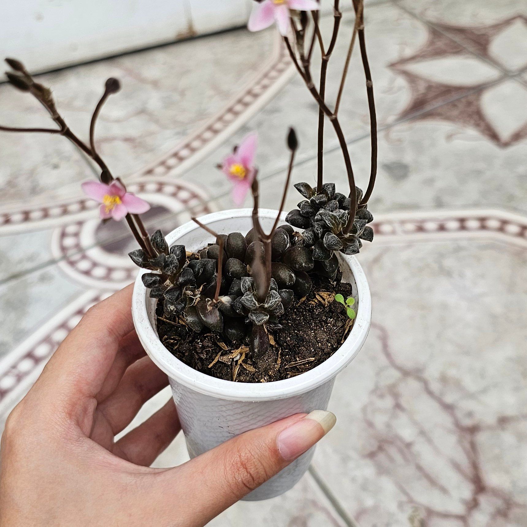 Photo of the plant species Thready Anacampseros by @EffectiveGarlic named Bieber on Greg, the plant care app