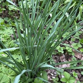 Photo of the plant species Poet's Narcissus by @AwakeAllspice named Michelle Branch on Greg, the plant care app