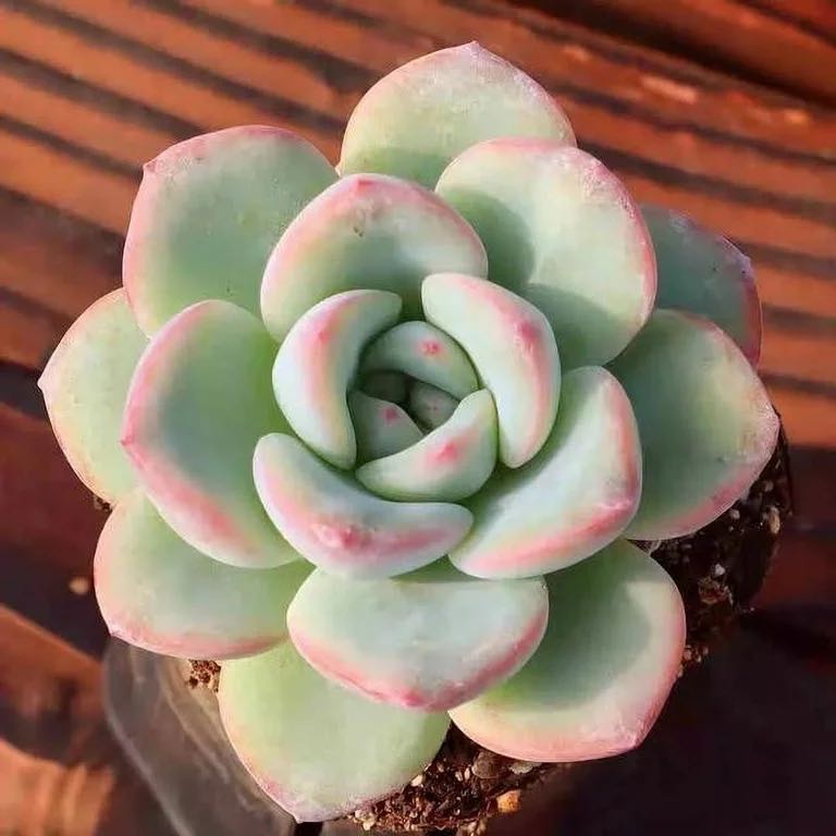Photo of the plant species Echeveria 'Sensation' by @AliveKingfern named Captain Plant-it on Greg, the plant care app