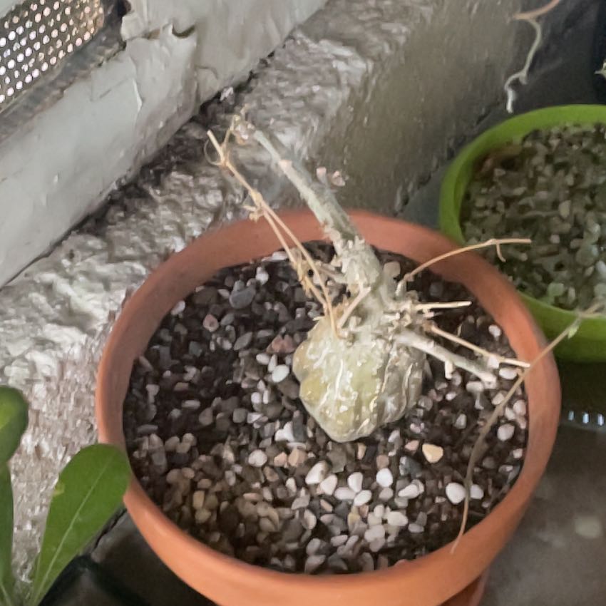Photo of the plant species Momordica rostrata by @ValidDogrose named LiloStitch on Greg, the plant care app