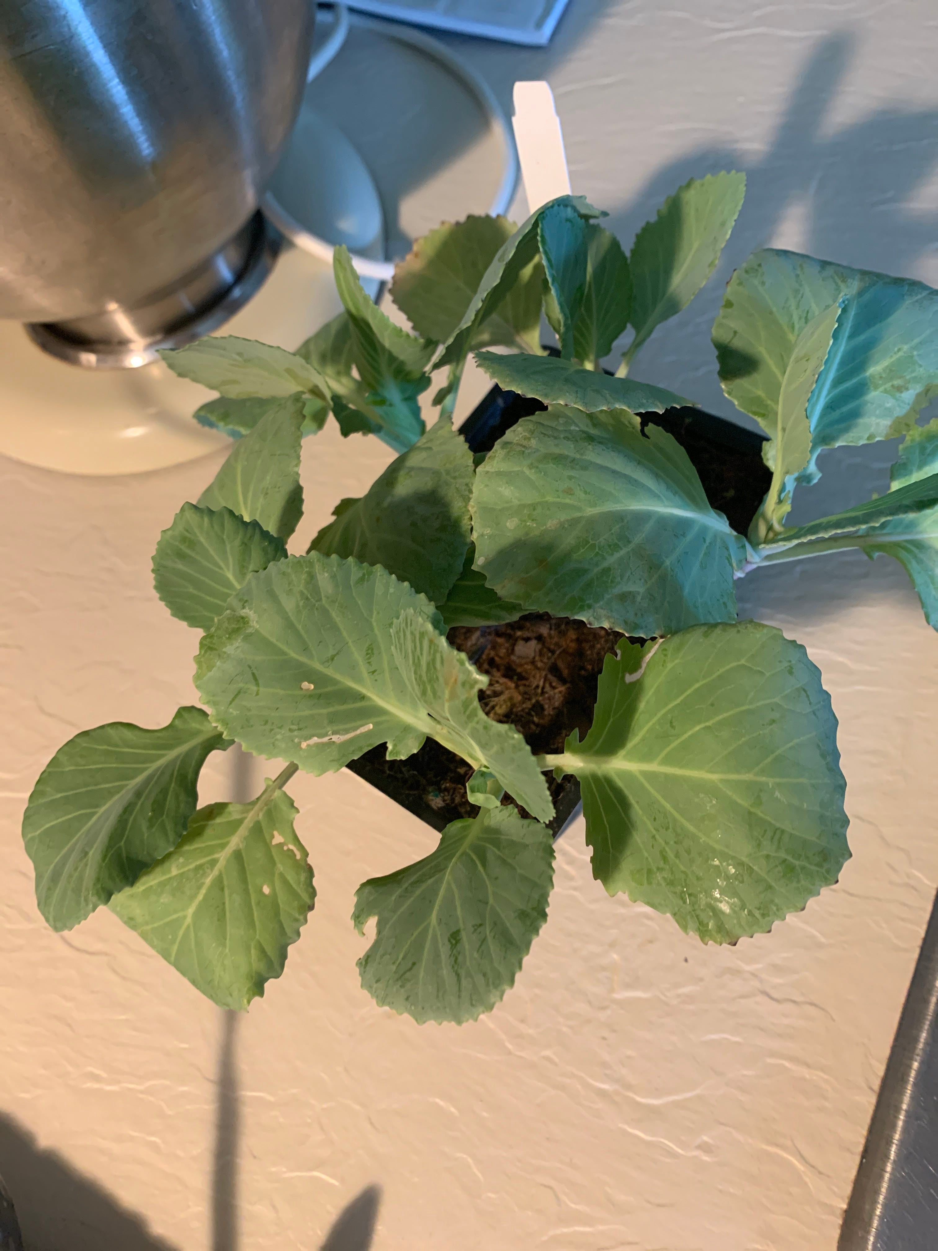 Choy Sum How Much Water & Light Does it Need to Thrive?