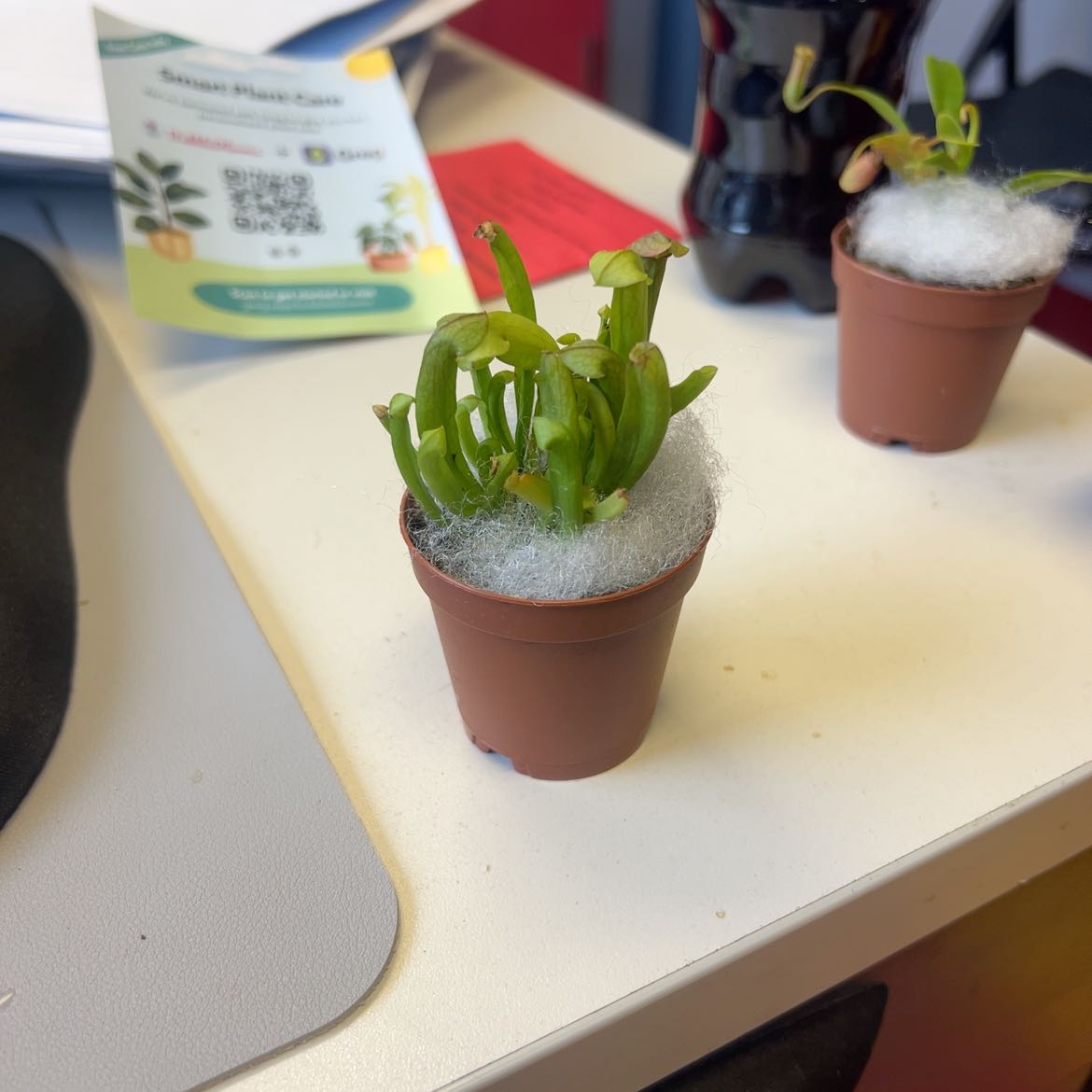 Photo of the plant species Tropical Pitcher Plant (vogelii) by @PeppyEarthball named Hamilton on Greg, the plant care app