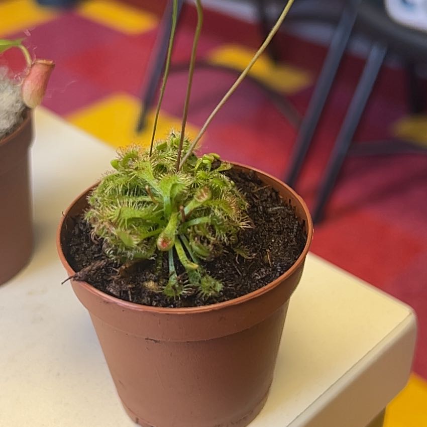 Photo of the plant species Sundew by @PeppyEarthball named James Dean on Greg, the plant care app