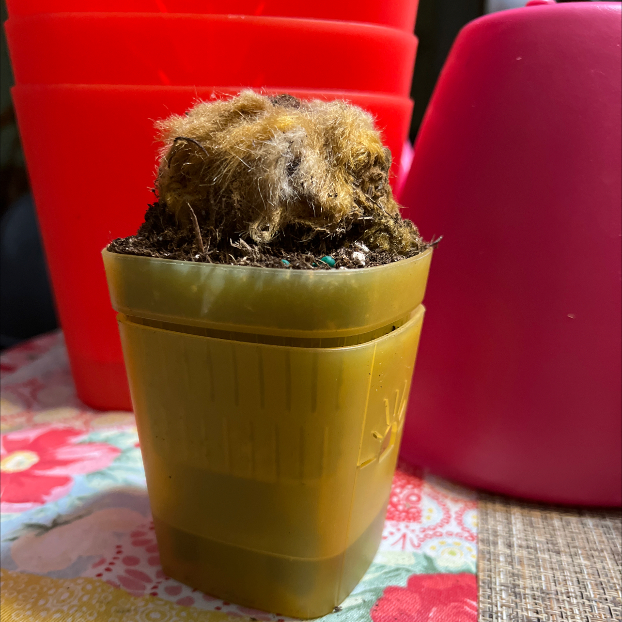 Photo of the plant species Scythian-Lamb by @QuickKalopanax named Chicken Little (NR 🪴) on Greg, the plant care app