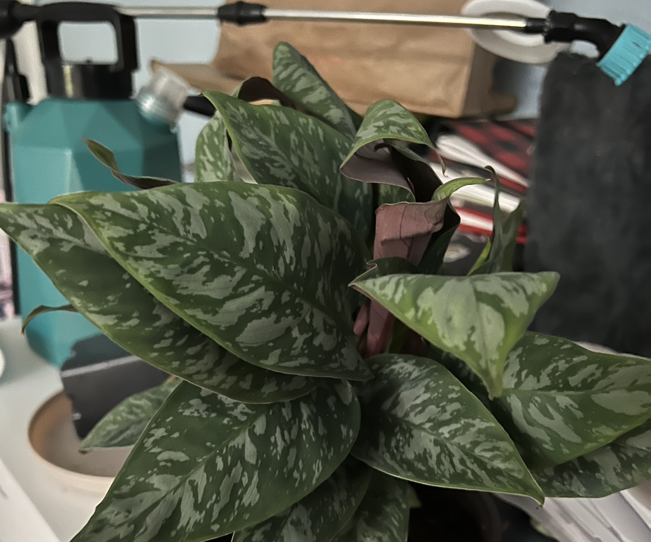 Photo of the plant species homalomena purple sword by @QuickKalopanax named Eleanor Rigsby on Greg, the plant care app