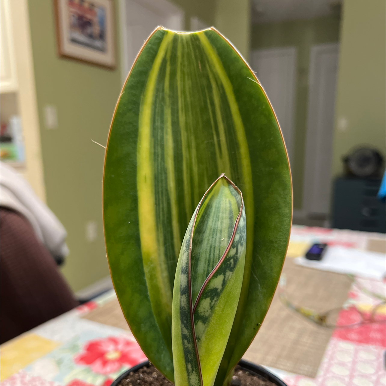 Photo of the plant species Variegated Whale Fin by @QuickKalopanax named Moby Dickie Doo on Greg, the plant care app