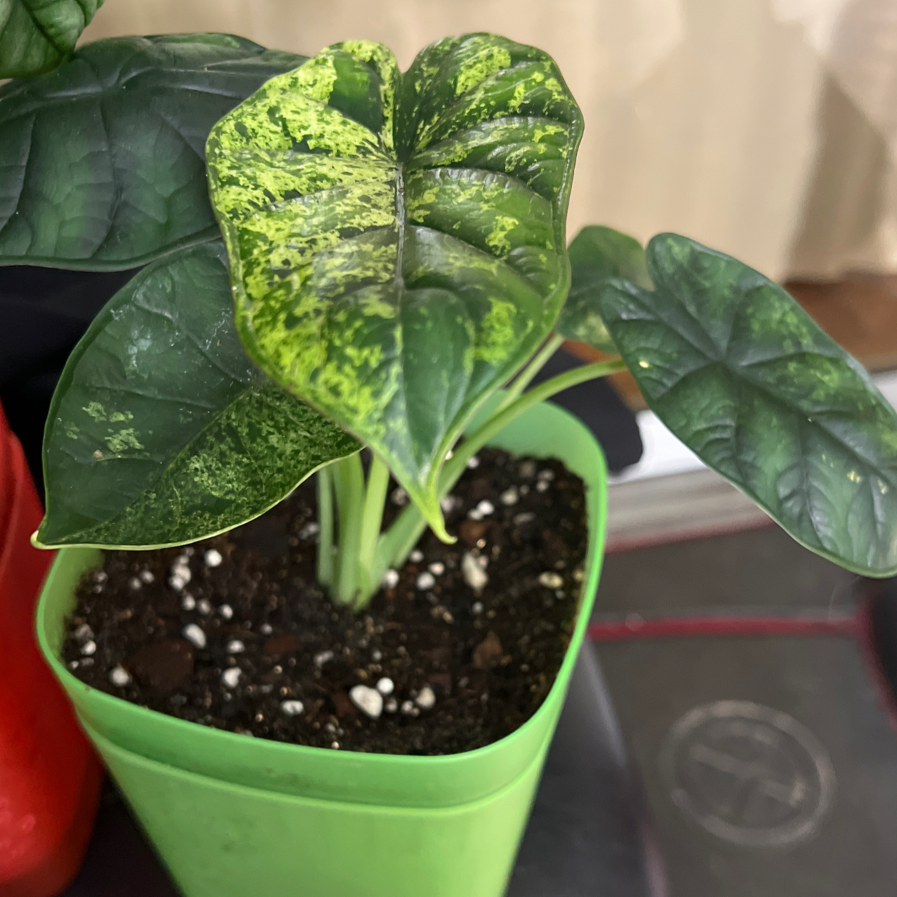 Photo of the plant species Varigated Dragon Scale by @QuickKalopanax named Aristotle (NR🪴) on Greg, the plant care app
