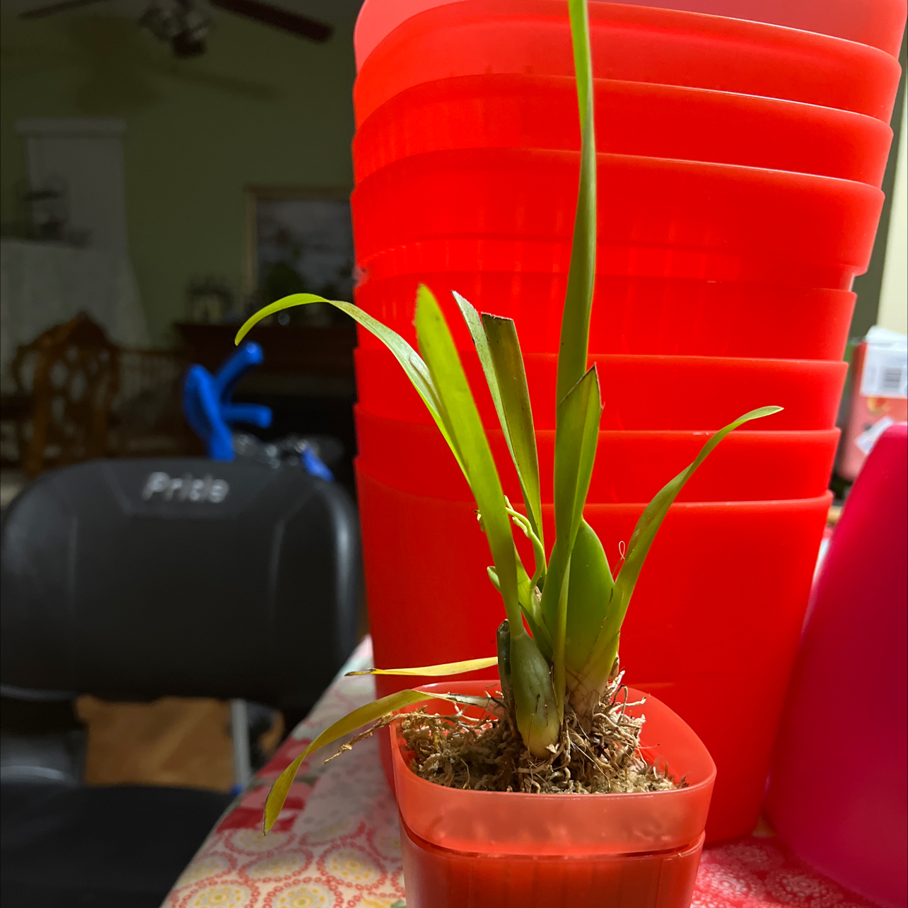 Photo of the plant species Oncidium Twinkle by @QuickKalopanax named Twinkerbell on Greg, the plant care app