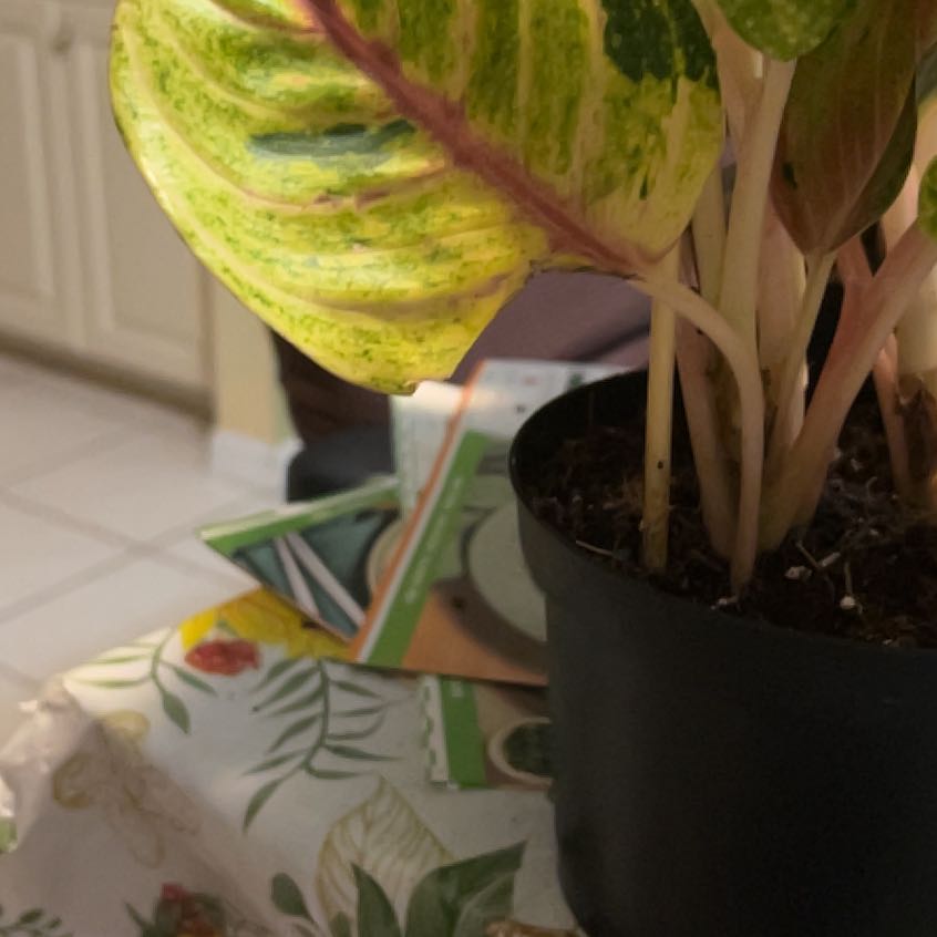 Photo of the plant species Aglaonema fumeum by @QuickKalopanax named Papaya on Greg, the plant care app