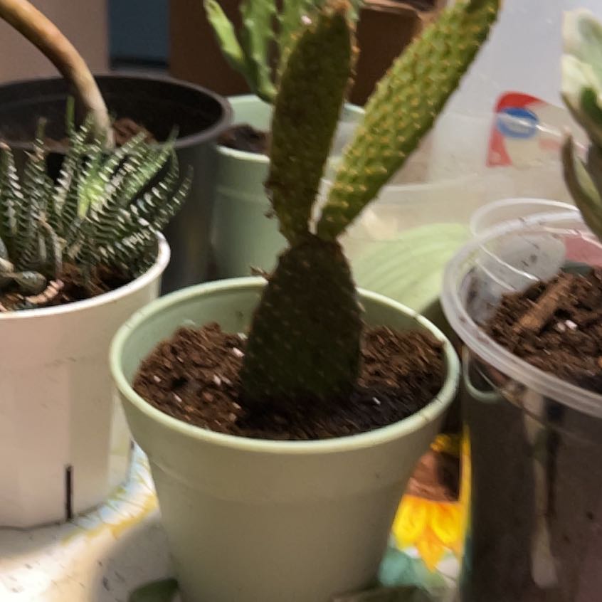 Photo of the plant species Cinnamon Bunny Ears by @QuickKalopanax named Bad Bunny on Greg, the plant care app