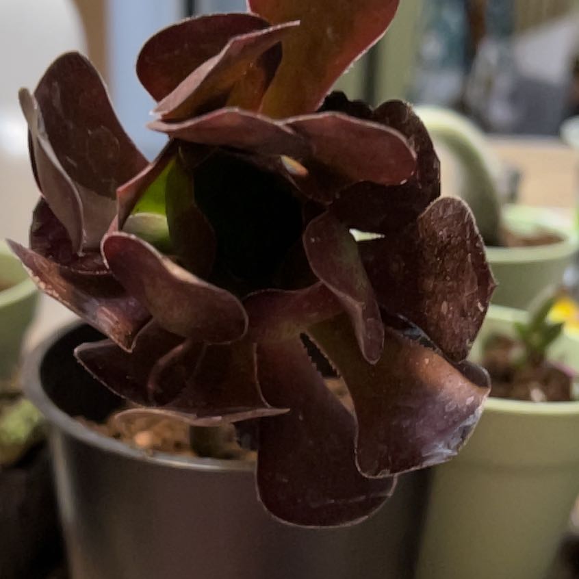 Photo of the plant species Giant Red Aeonium by @QuickKalopanax named Big Red on Greg, the plant care app