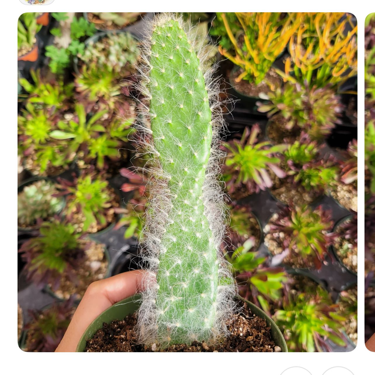 Photo of the plant species Opuntia erinacea var. ursina by @QuickKalopanax named Teddy on Greg, the plant care app