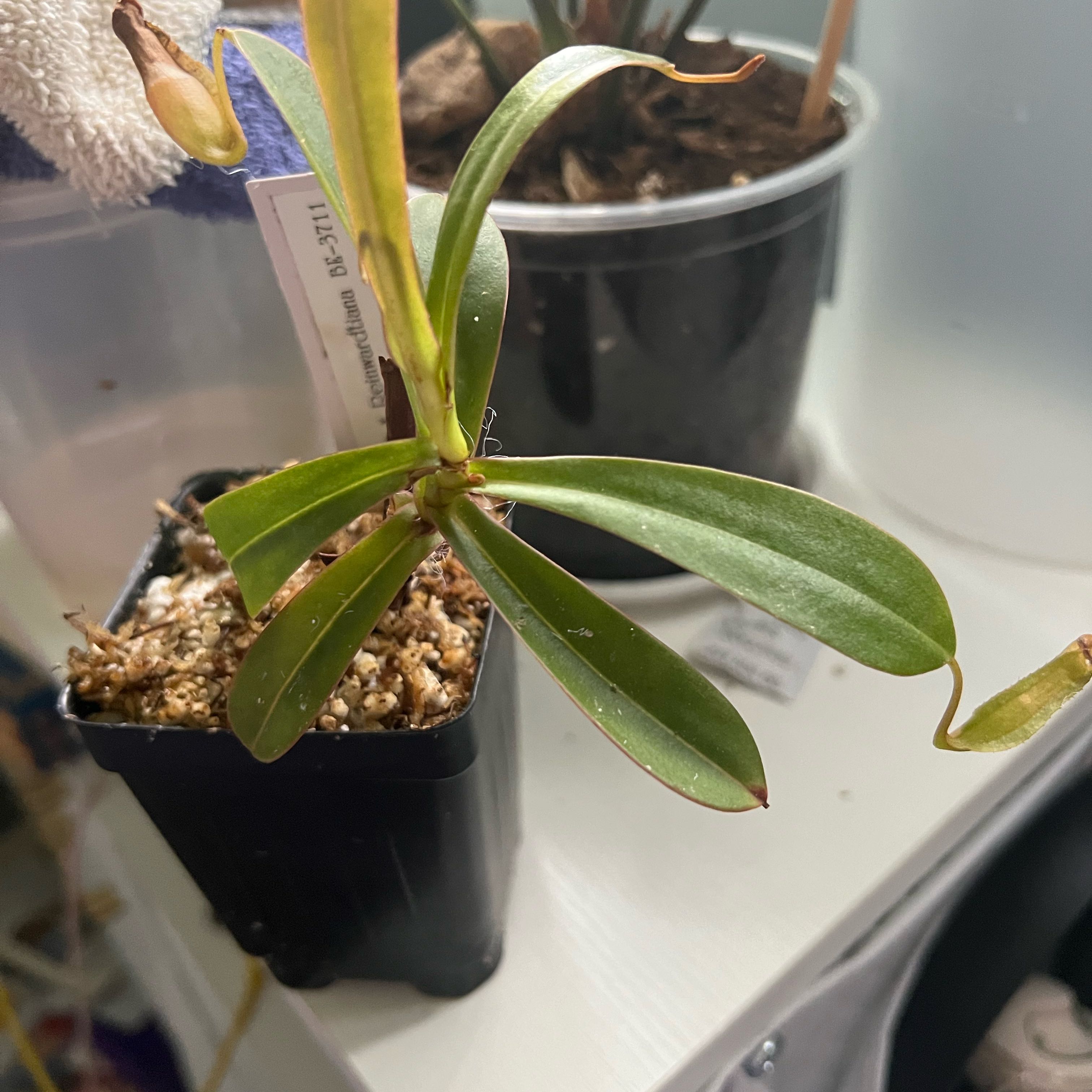 Plant care for Pitcher Plant on Greg, the plant care app