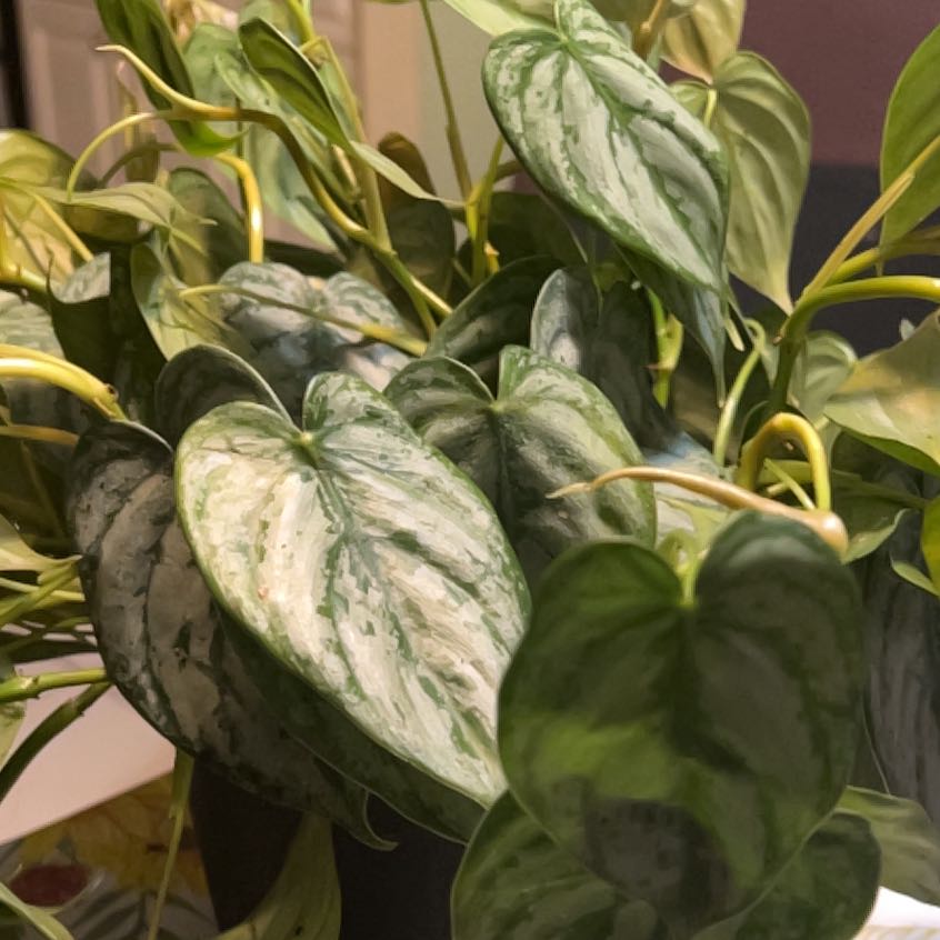 Photo of the plant species Pilodendron Brandi by @QuickKalopanax named Brandi, you’re a fine girl on Greg, the plant care app
