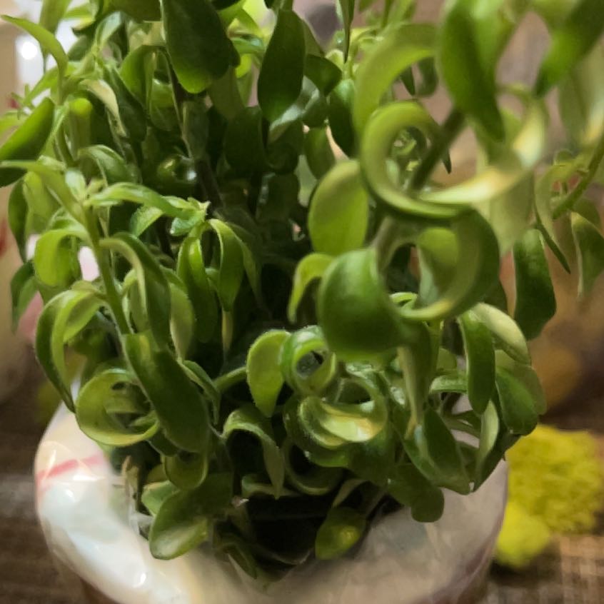 Plant care for Fern on Greg, the plant care app
