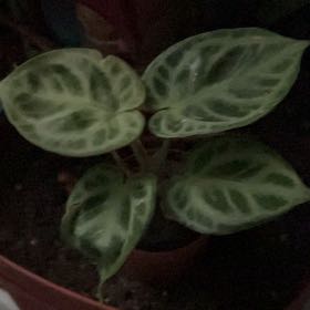 Photo of the plant species Silver Blush by @QuickKalopanax named Hi Ho Silver on Greg, the plant care app