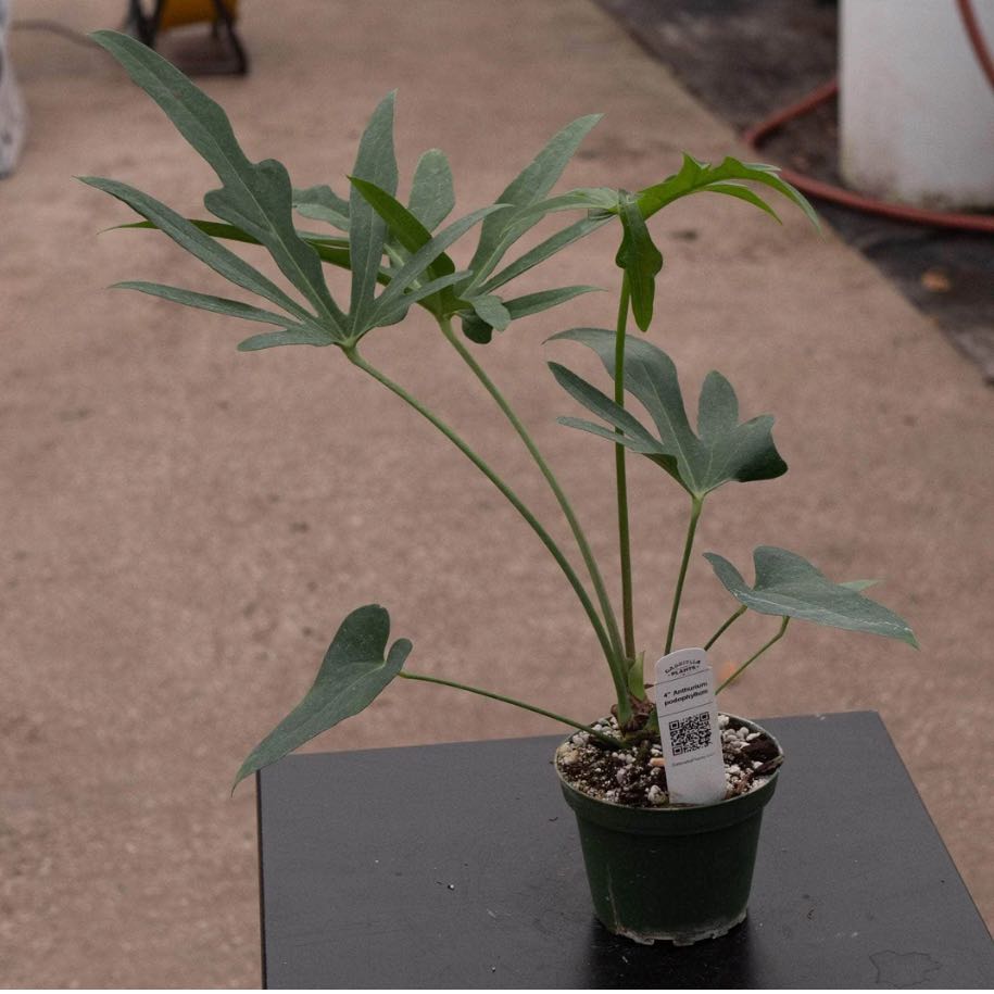 Photo of the plant species Anthurium podophyllum hybrid by @QuickKalopanax named Ophelia on Greg, the plant care app