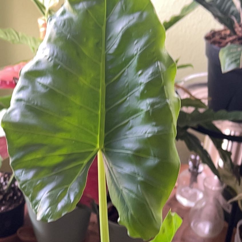 Photo of the plant species Variegated Alocasia Odora by @QuickKalopanax named Endora the Odora on Greg, the plant care app