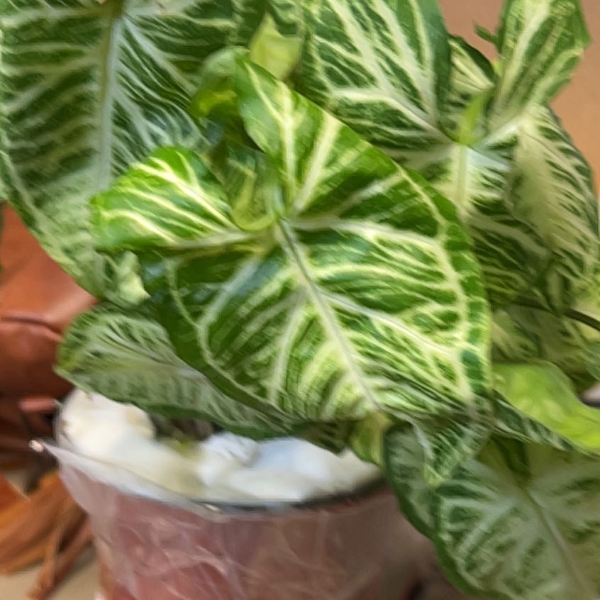 Photo of the plant species Syngonium Glo Go by @QuickKalopanax named Cassiopeia on Greg, the plant care app