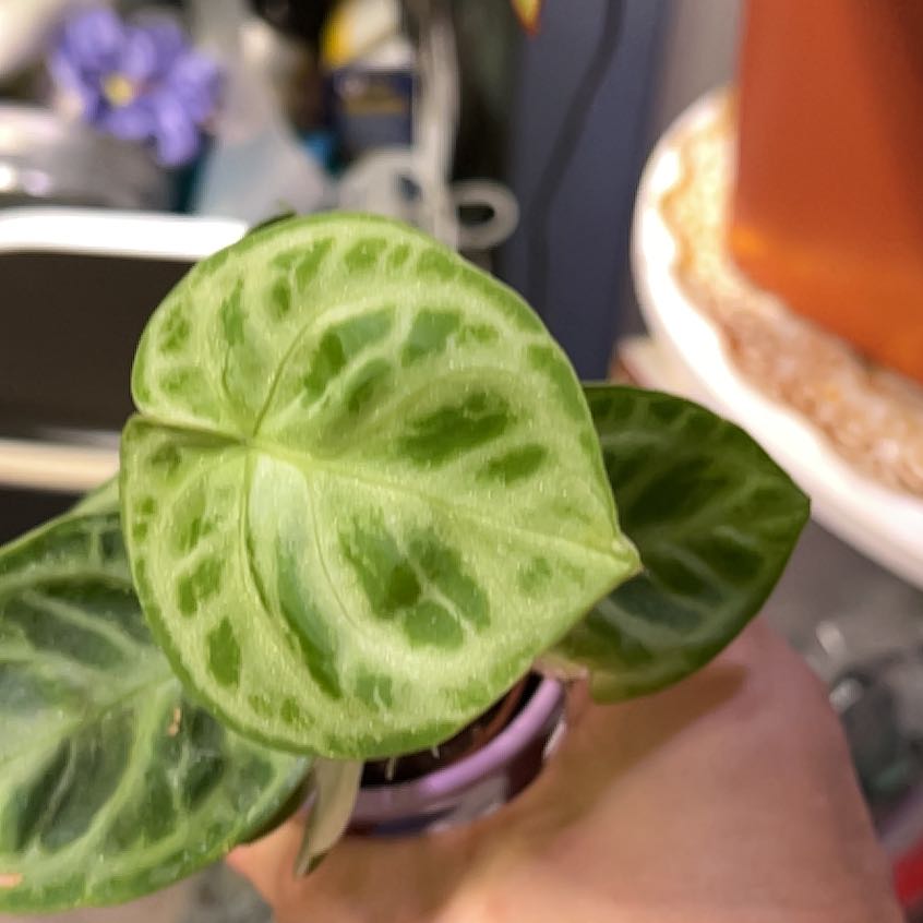 Photo of the plant species Silver Blush by @QuickKalopanax named Homer(MIA) on Greg, the plant care app