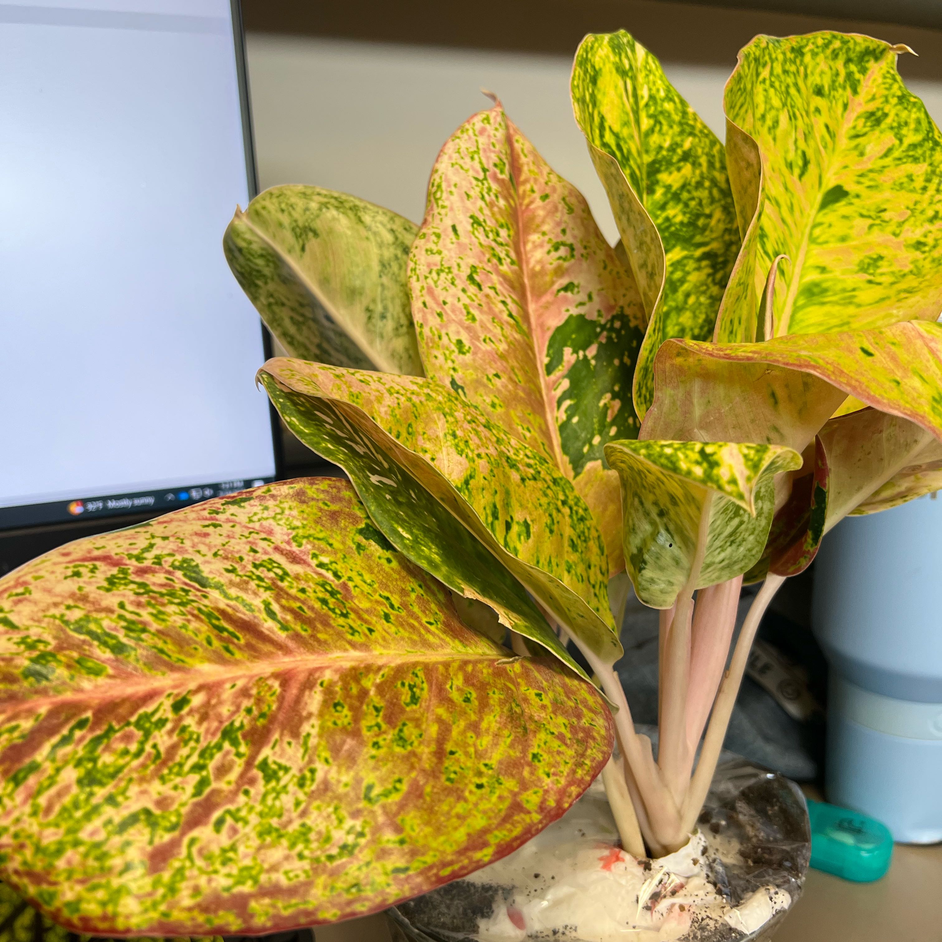 Photo of the plant species Chinese Evergreen by @QuickKalopanax named Bindi on Greg, the plant care app