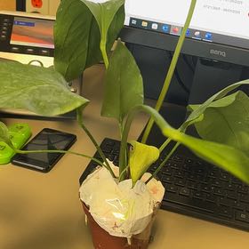 Photo of the plant species Anthurium 'Big Red Bird' by @QuickKalopanax named Big Bird (NR🪴) on Greg, the plant care app