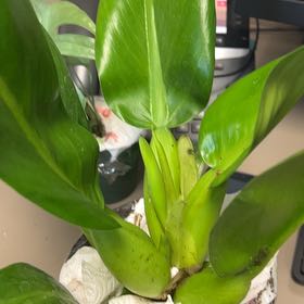 Photo of the plant species Philodendron 'Green Fat Boy' by @QuickKalopanax named Phat Boi Slim on Greg, the plant care app