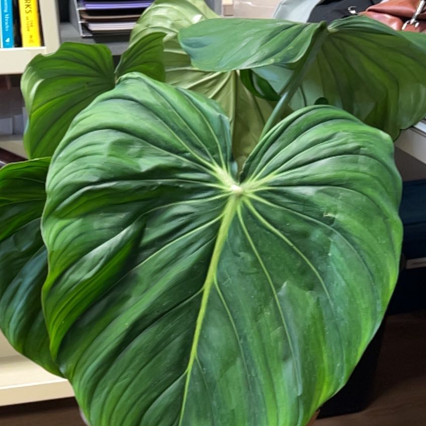 Photo of the plant species Philodendron 'McDowell' by @QuickKalopanax named Dean on Greg, the plant care app