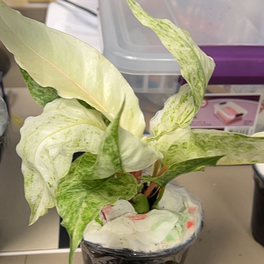 Photo of the plant species Anthurium Hookeri Mint by @QuickKalopanax named Gorton's Fisherman on Greg, the plant care app