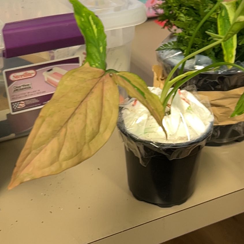 Photo of the plant species Syngonium by @QuickKalopanax named Tricorn Terry on Greg, the plant care app