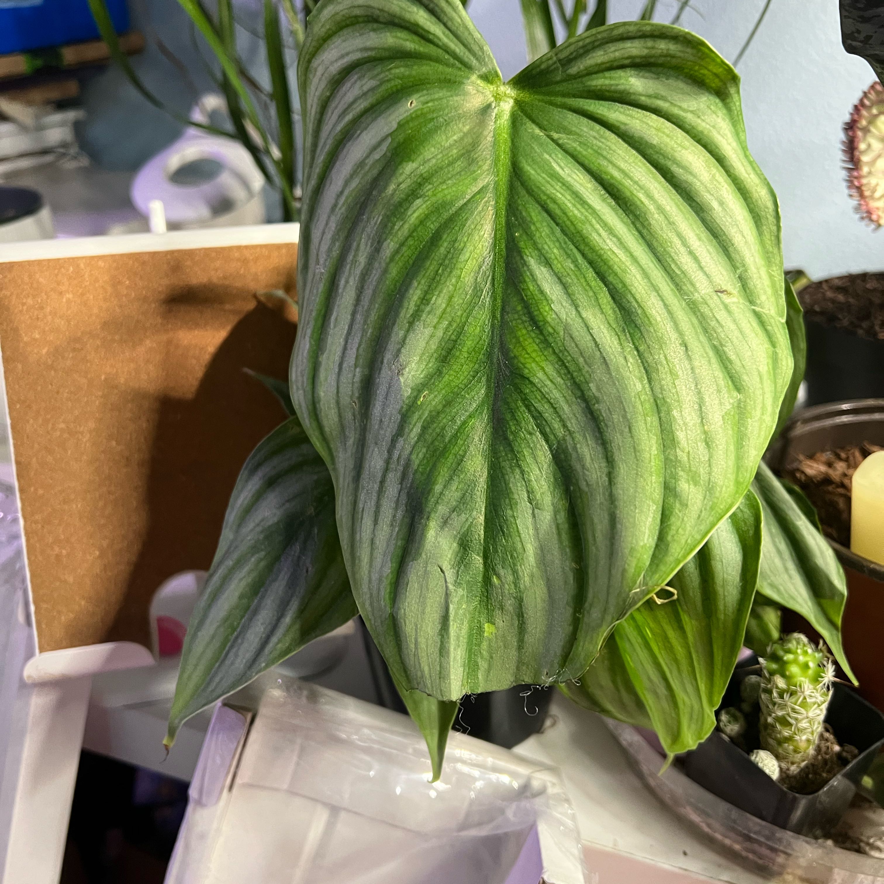 Photo of the plant species Philodendron billietiae x pastazanum by @QuickKalopanax named Pastability on Greg, the plant care app