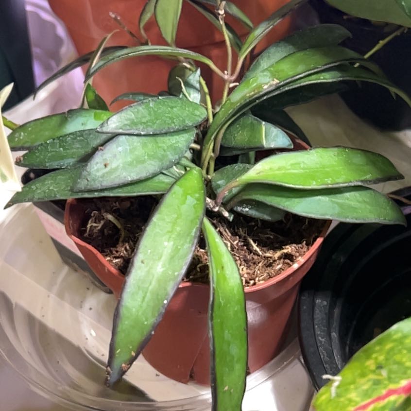 Photo of the plant species Hoya wayetti by @QuickKalopanax named Becky on Greg, the plant care app