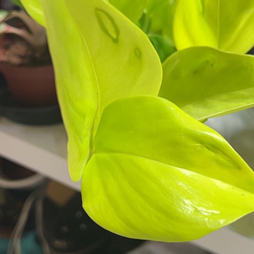 Photo of the plant species Teruno Champs-Elysees Pothos by @QuickKalopanax named Gill man on Greg, the plant care app