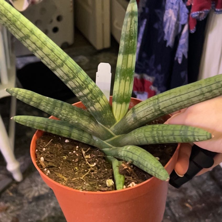 Photo of the plant species Starfish Snake Plant by @QuickKalopanax named Stargirl on Greg, the plant care app