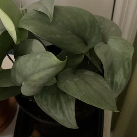Photo of the plant species Satin Pothos by @QuickKalopanax named Demi on Greg, the plant care app