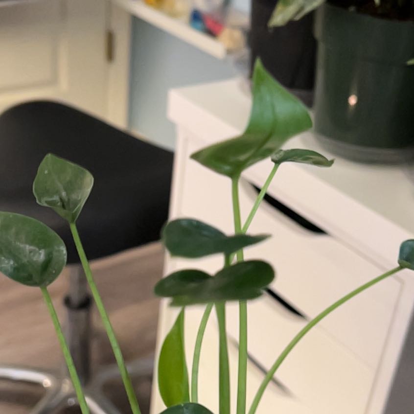 Photo of the plant species Alocasia Tiny Dancers by @QuickKalopanax named Elton on Greg, the plant care app