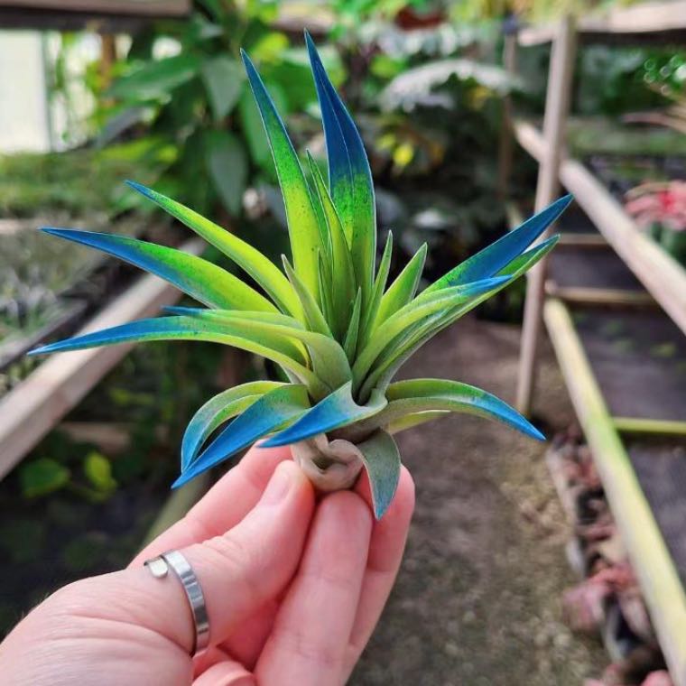 Photo of the plant species Tillandsia velutina by @QuickKalopanax named Razzy on Greg, the plant care app