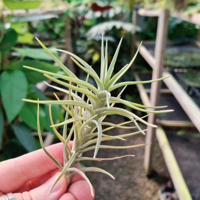 Photo of the plant species Tillandsia cocoensis by @QuickKalopanax named Drago on Greg, the plant care app