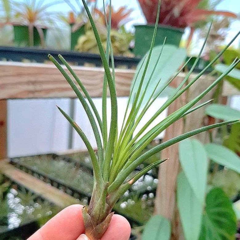 Photo of the plant species Tillandsia melanocrater by @QuickKalopanax named Mini on Greg, the plant care app